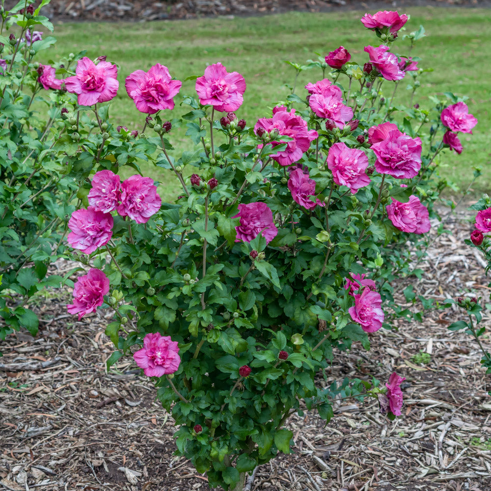 Hibiscus Magenta 2 Gallon