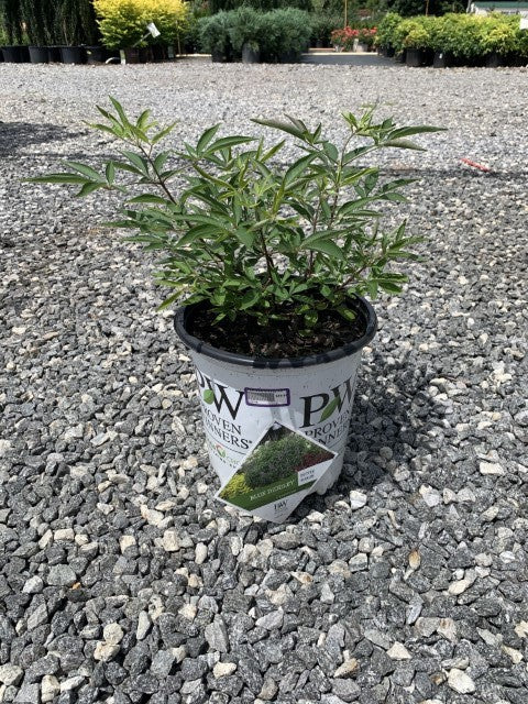 Vitex Blue Diddley 2 Gallon