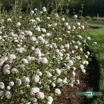 Viburnum Spice Baby 2 Gallon Proven Winners