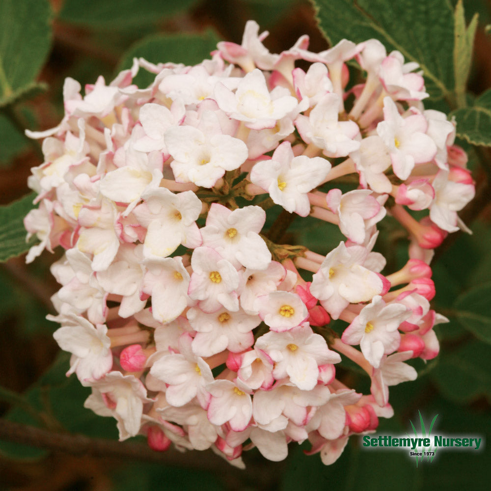 Viburnum Spice Baby 2 Gallon Proven Winners