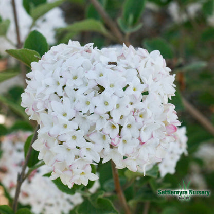 Viburnum Spice Baby 2 Gallon Proven Winners