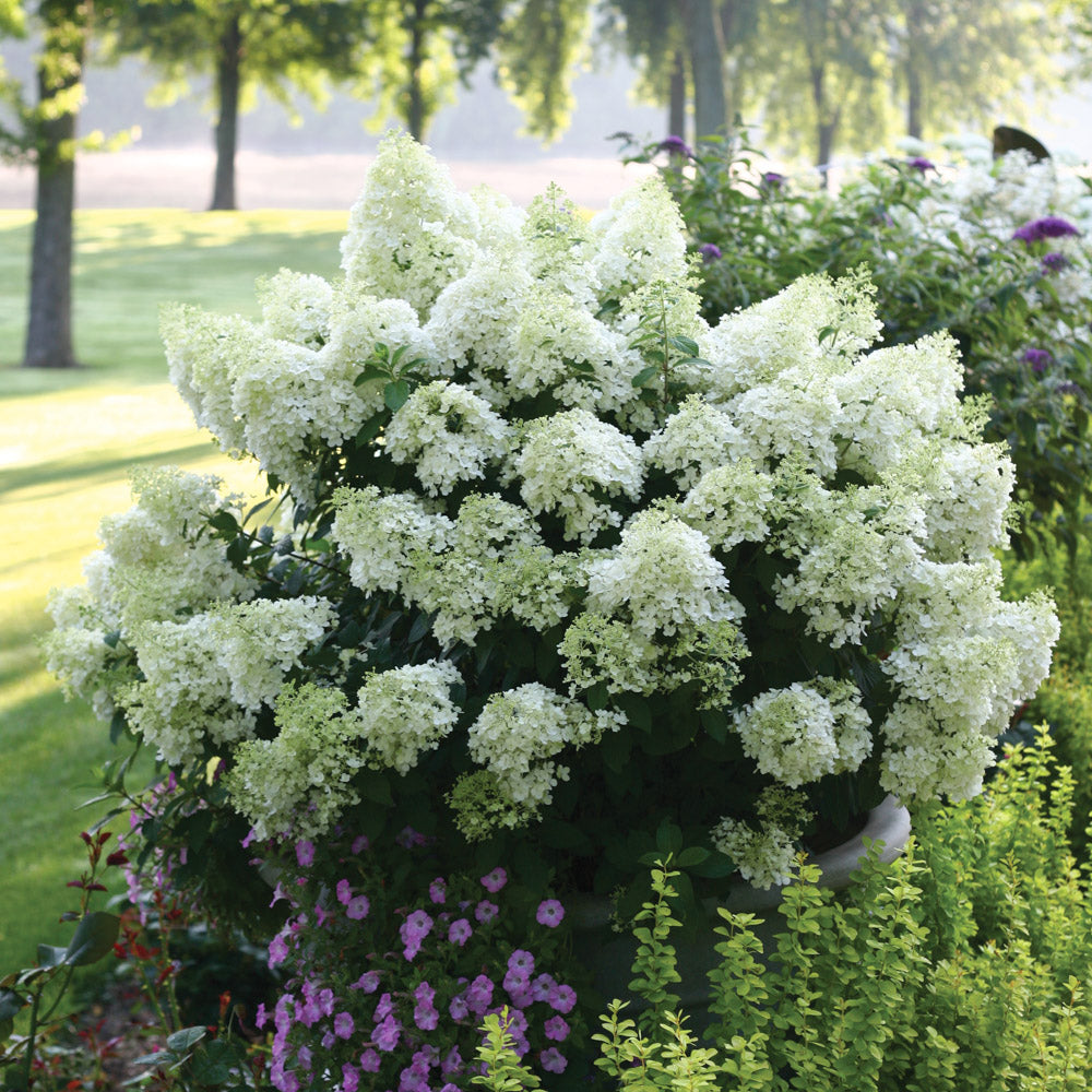 Hydrangea BoBo 2 Gallon Proven Winners