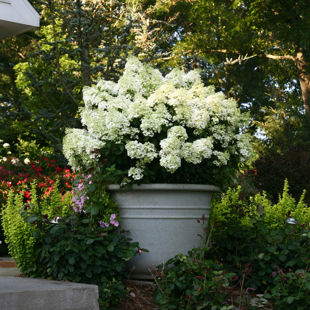 Hydrangea BoBo 2 Gallon Proven Winners