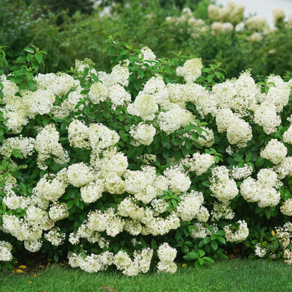 Hydrangea BoBo 2 Gallon Proven Winners