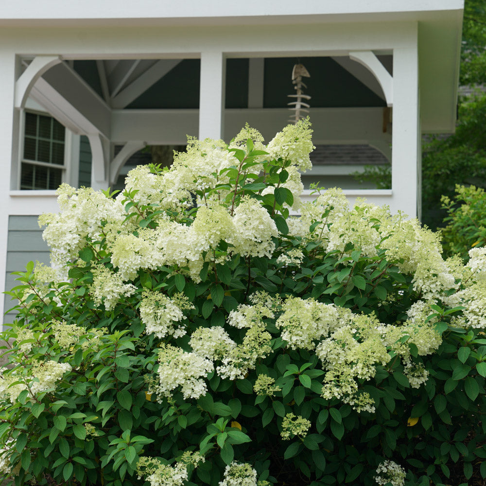 Hydrangea BoBo 2 Gallon Proven Winners