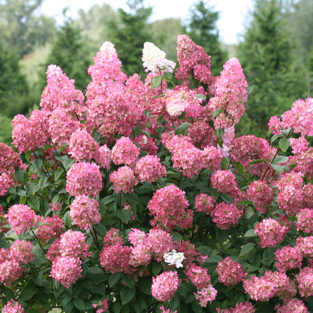 Large Firelight Hydrangea shrub in landscape with pink blooms