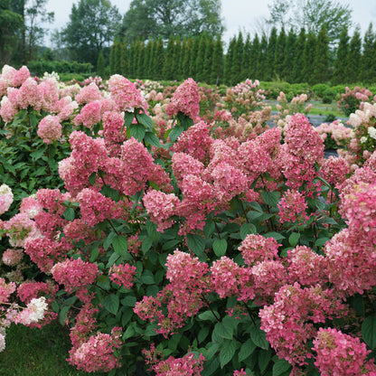 Firelight Hydrangea shrub in landscape with white-pink blooms