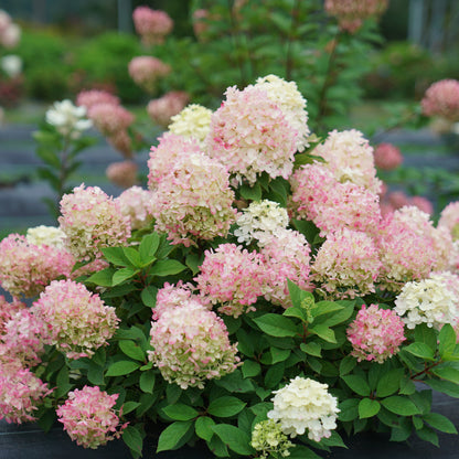 Firelight Hydrangea details