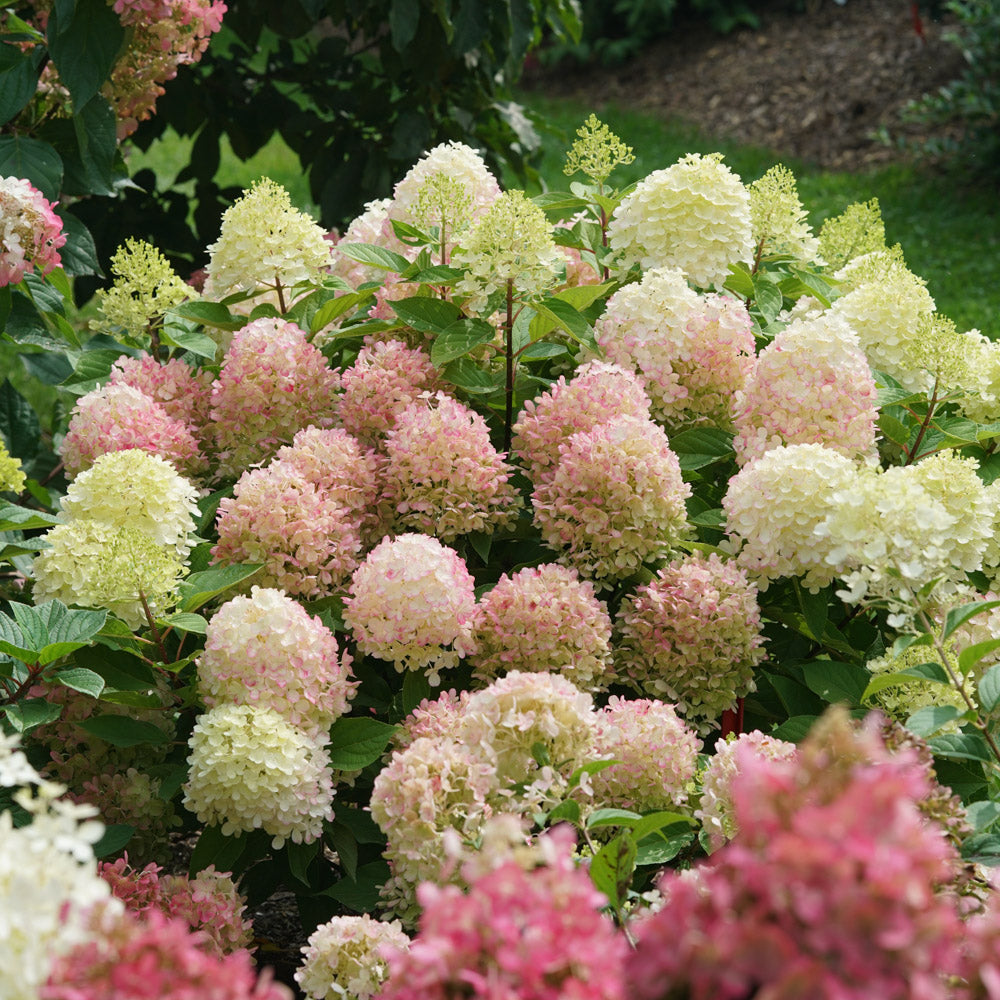 Small Firelight Hydrangea shrub in landscape with pink blooms