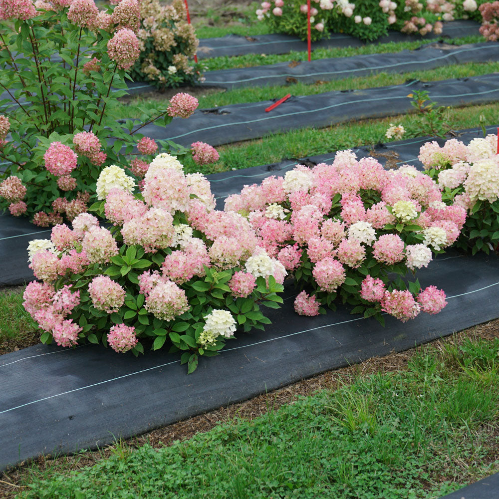 Fire Light Hydrangea