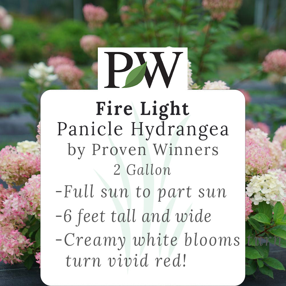 Fire Light Hydrangea