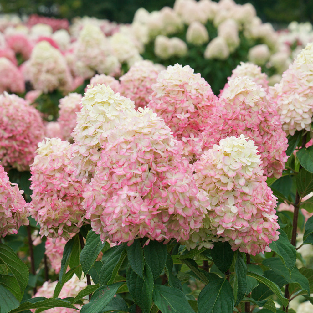 Limelight Prime Hydrangea by Proven Winners