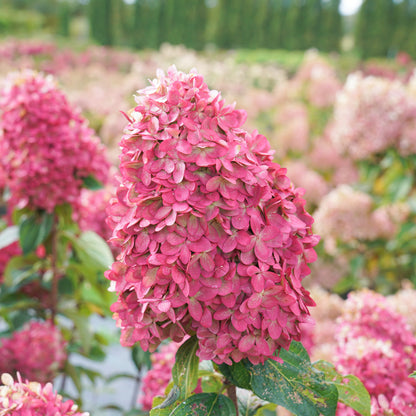 Limelight Prime Hydrangea by Proven Winners