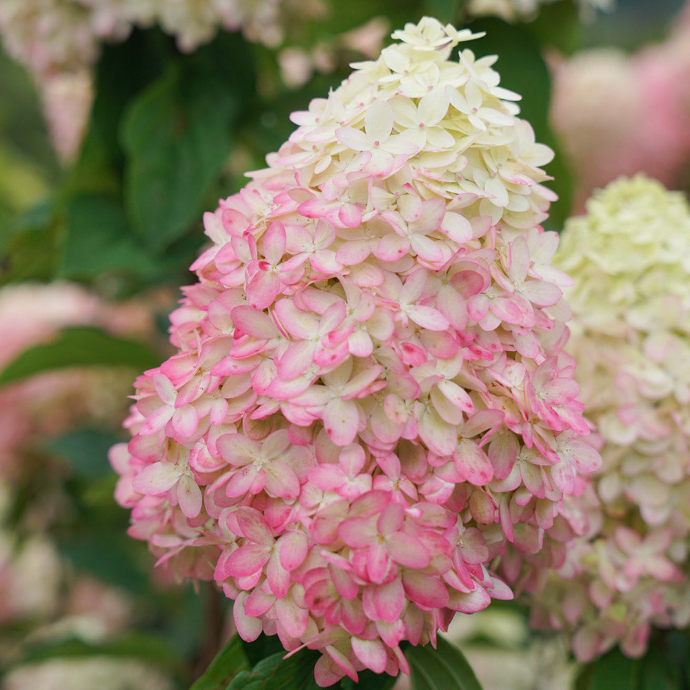 Limelight Prime Hydrangea by Proven Winners