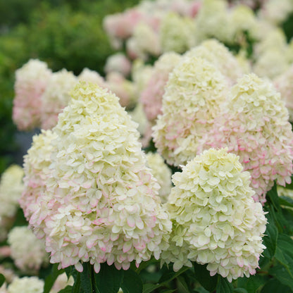 Limelight Prime Hydrangea by Proven Winners