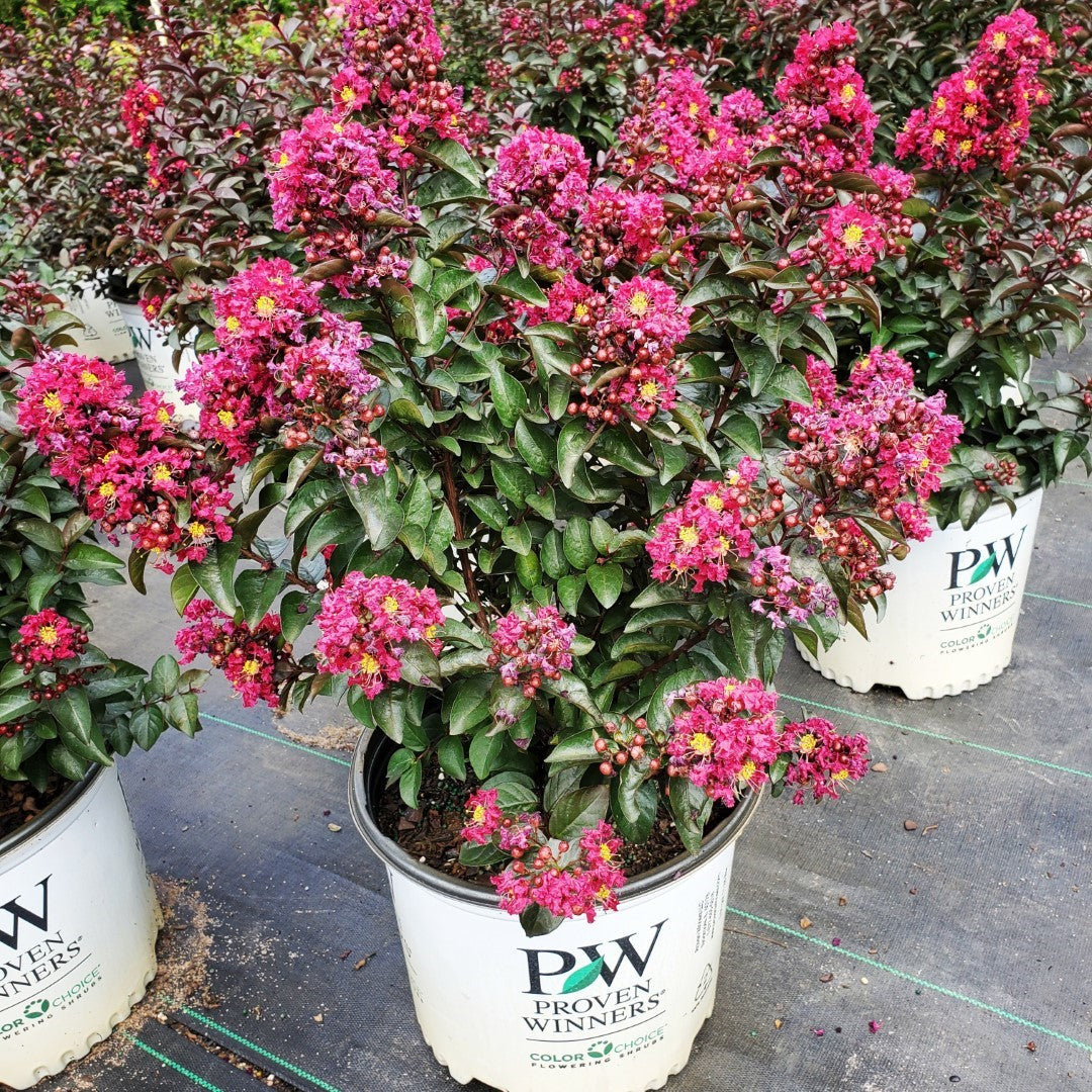 Crepe Myrtle Rikki Tikki PINK2 Gallon