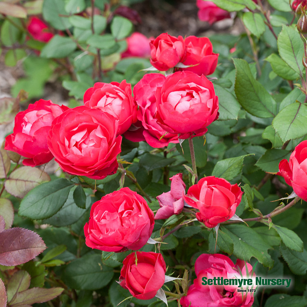 Rose Bush Oso Double Red 2 Gallon