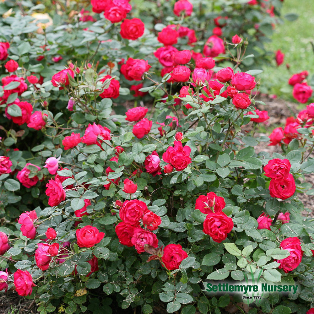 Rose Bush Oso Double Red 2 Gallon