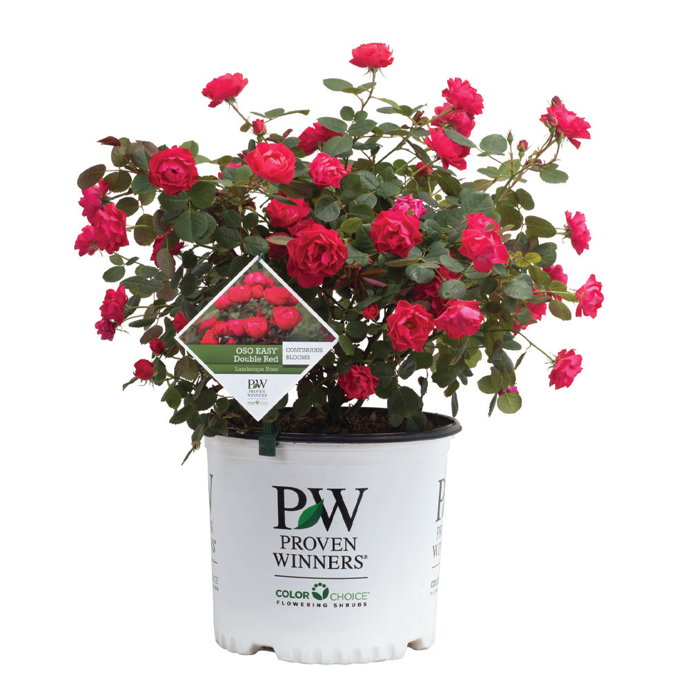 Rose Bush Oso Double Red 2 Gallon