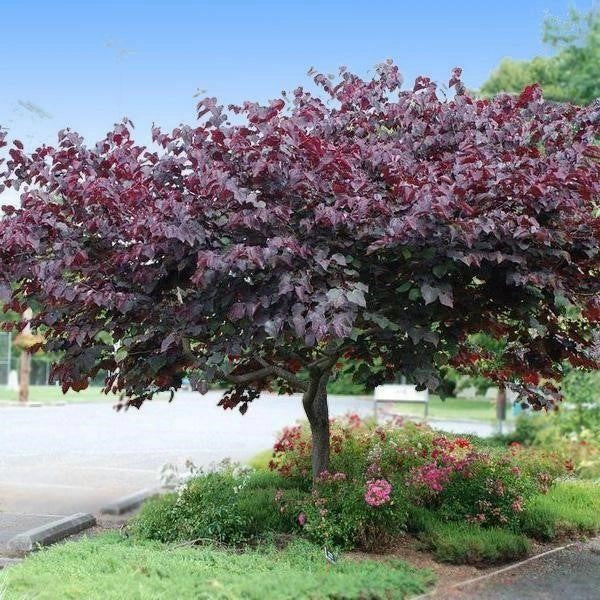 Redbud Forest Pansy 10 Gallon