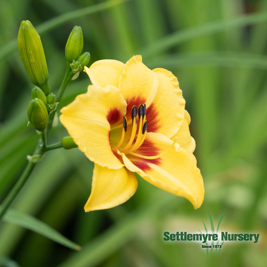 Daylily Little Cadet #1