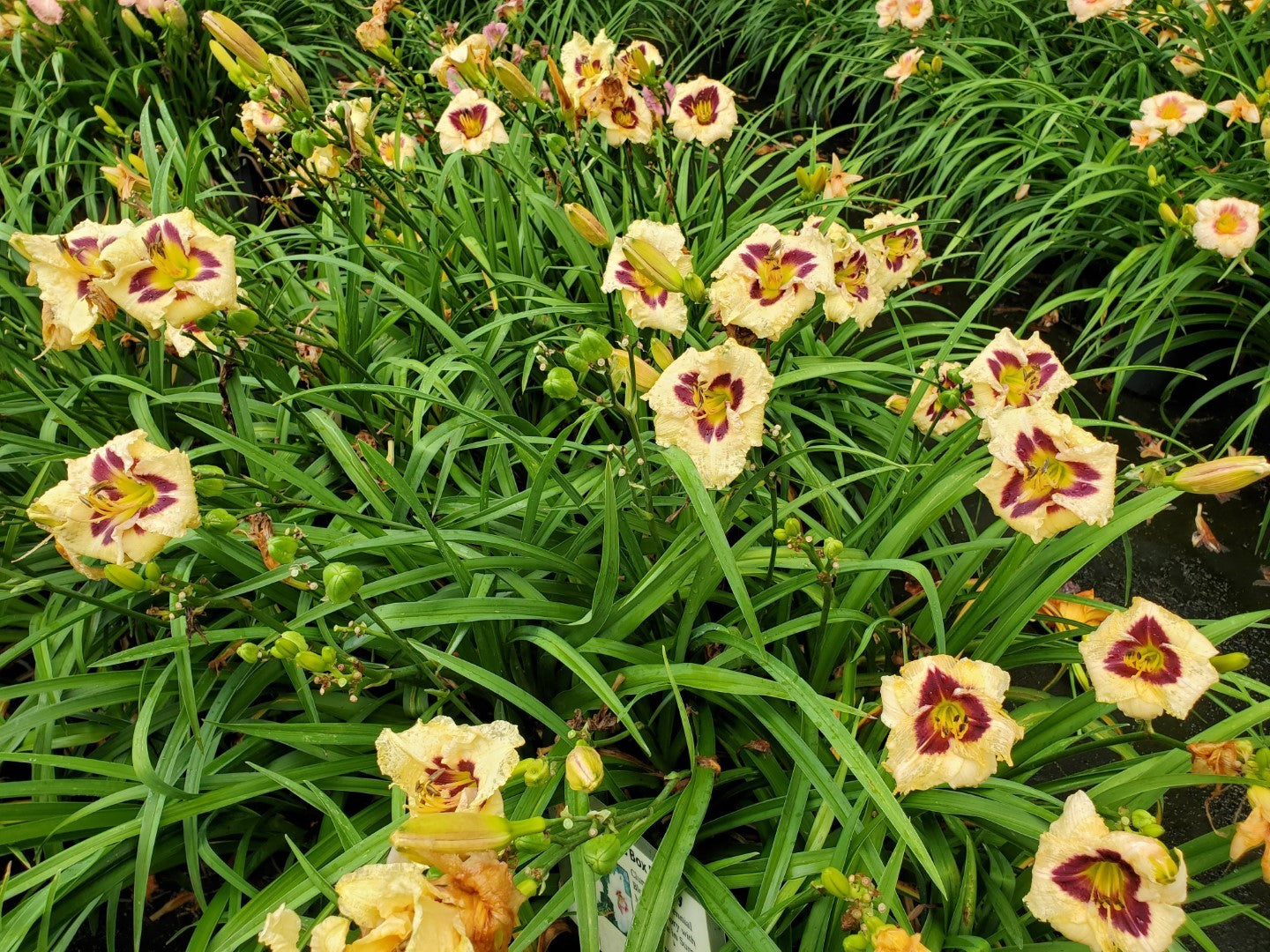 Daylily Pandoras Box 1 Gallon