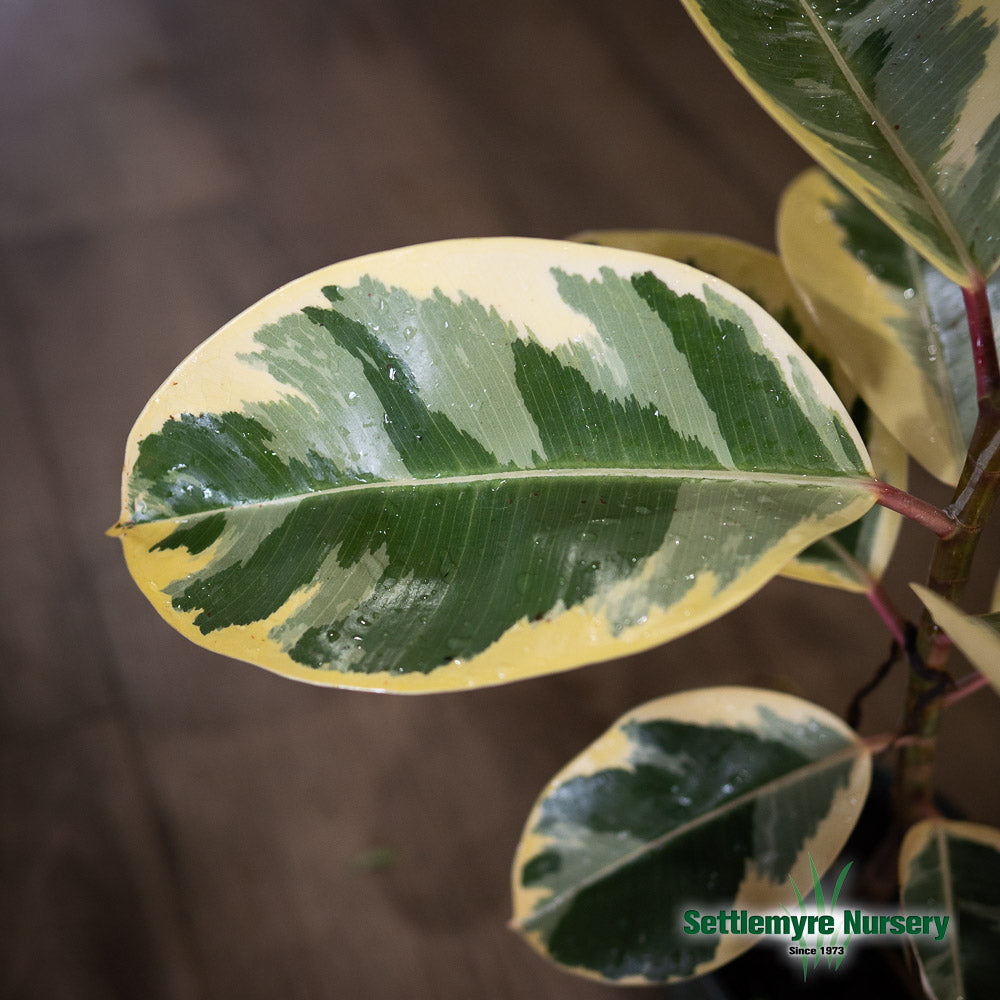 Ficus Tineke Rubber Plant