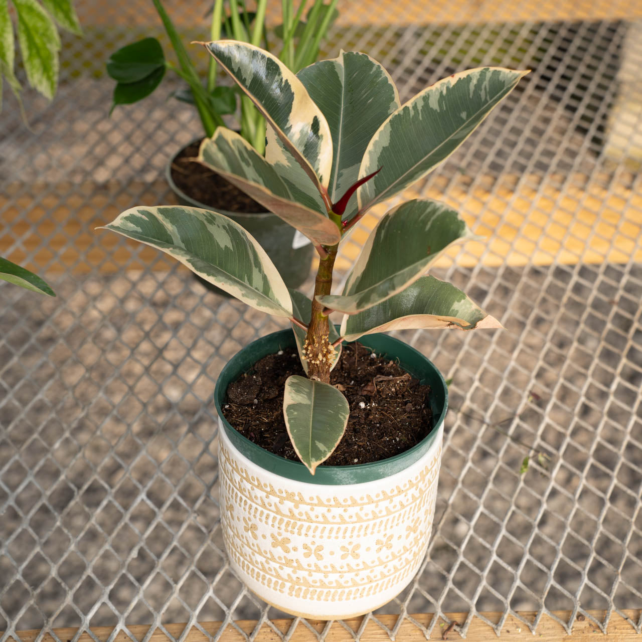 Ficus Tineke Rubber Plant