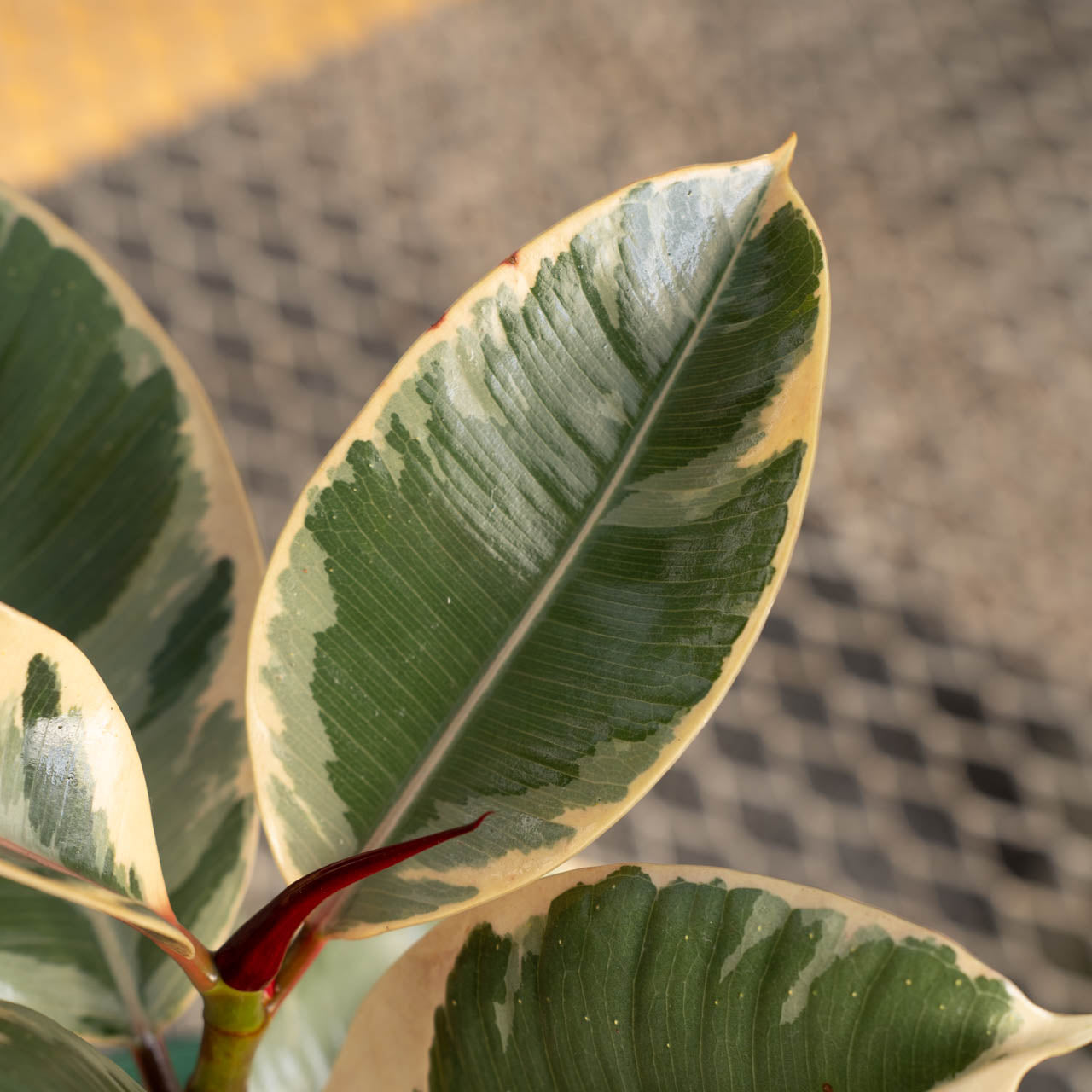 Ficus Tineke Rubber Plant