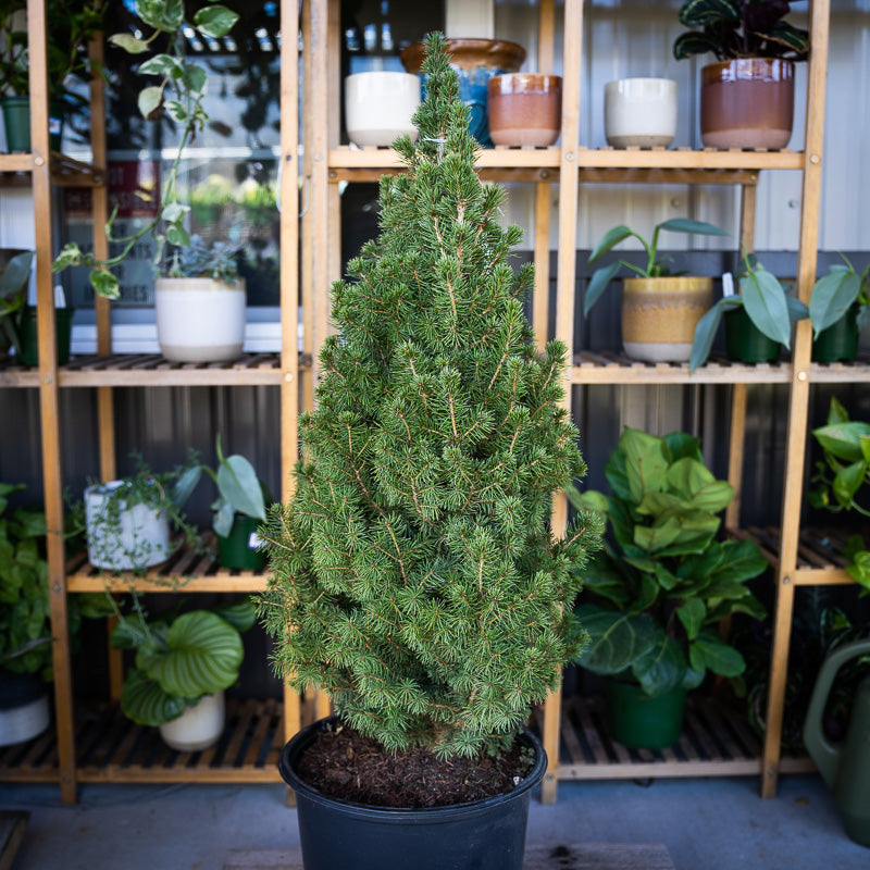 Dwarf Alberta Spruce