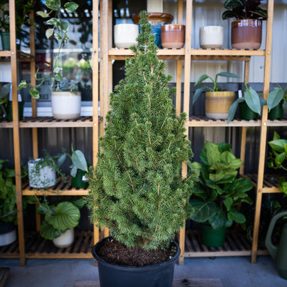 Dwarf Alberta Spruce