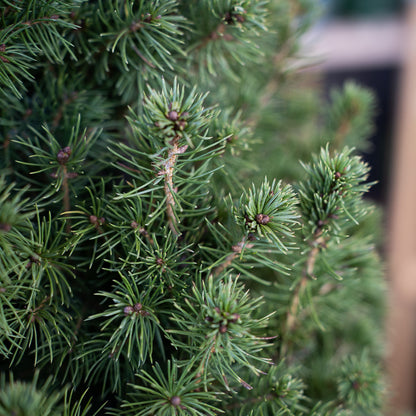 Dwarf Alberta Spruce