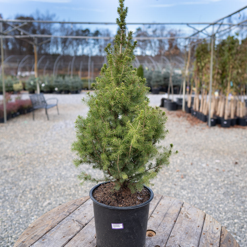 Dwarf Alberta Spruce