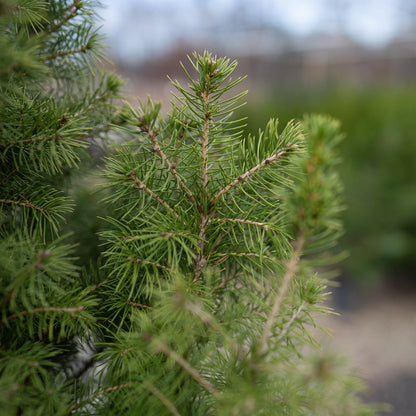 Dwarf Alberta Spruce