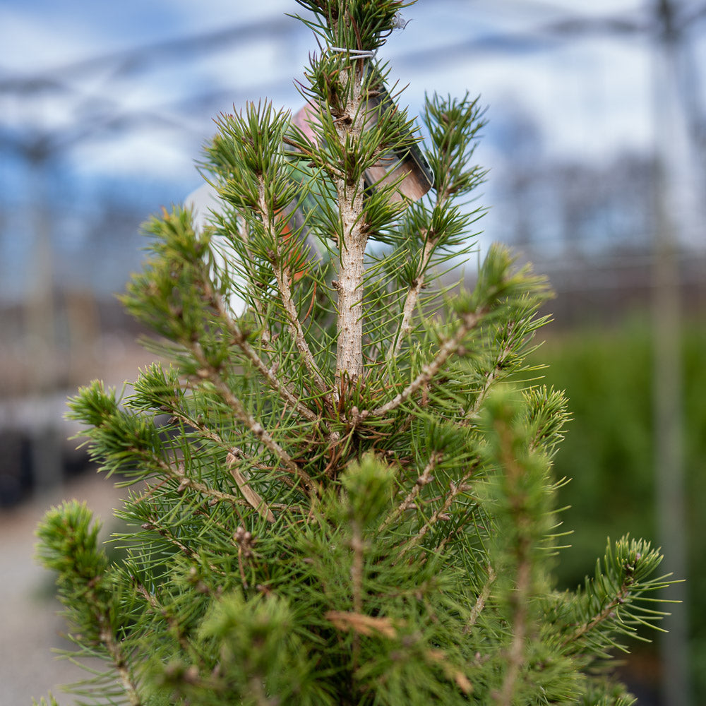 Dwarf Alberta Spruce