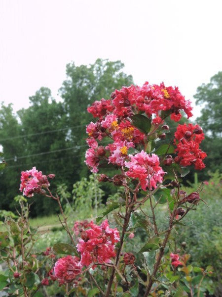 Closeup of bloom on dynamite red crape myrtle tree in Valdese, NC.