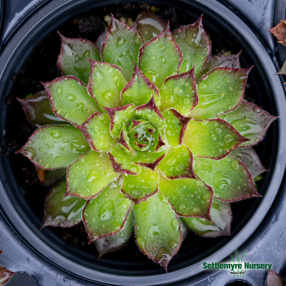 Hens and Chicks