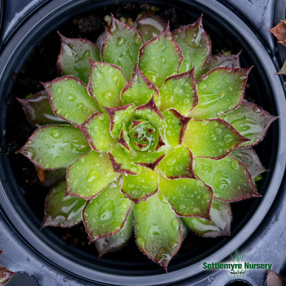 Hens and Chicks