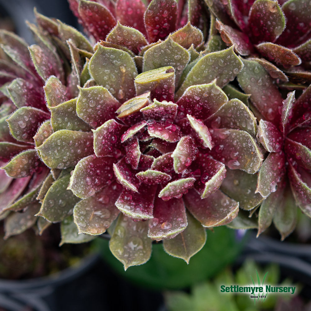 Hens and Chicks