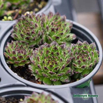 Hens and Chicks