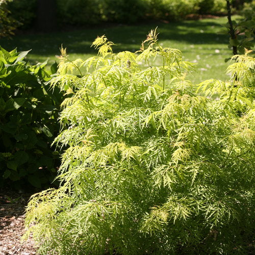 Elderberry Lemony Lace 2 Gallon Proven Winners