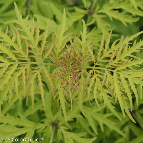 Elderberry Lemony Lace 2 Gallon Proven Winners