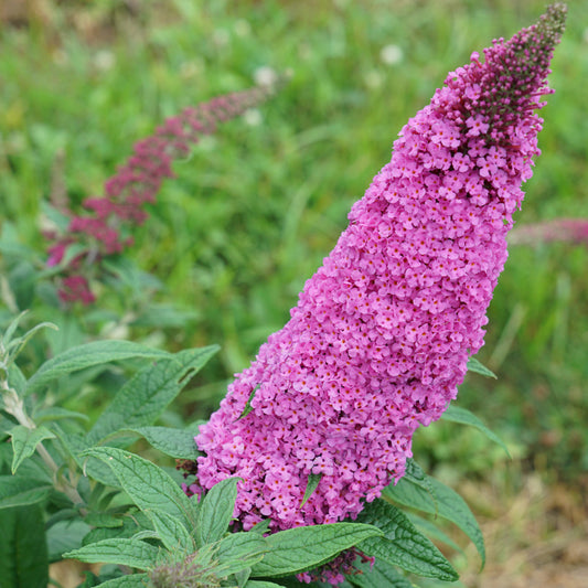 Pugster pinker dwarf butterfly bush