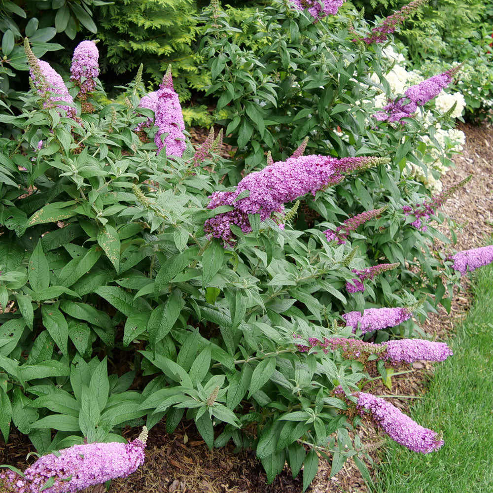 Pugster pinker dwarf butterfly bush in landscape