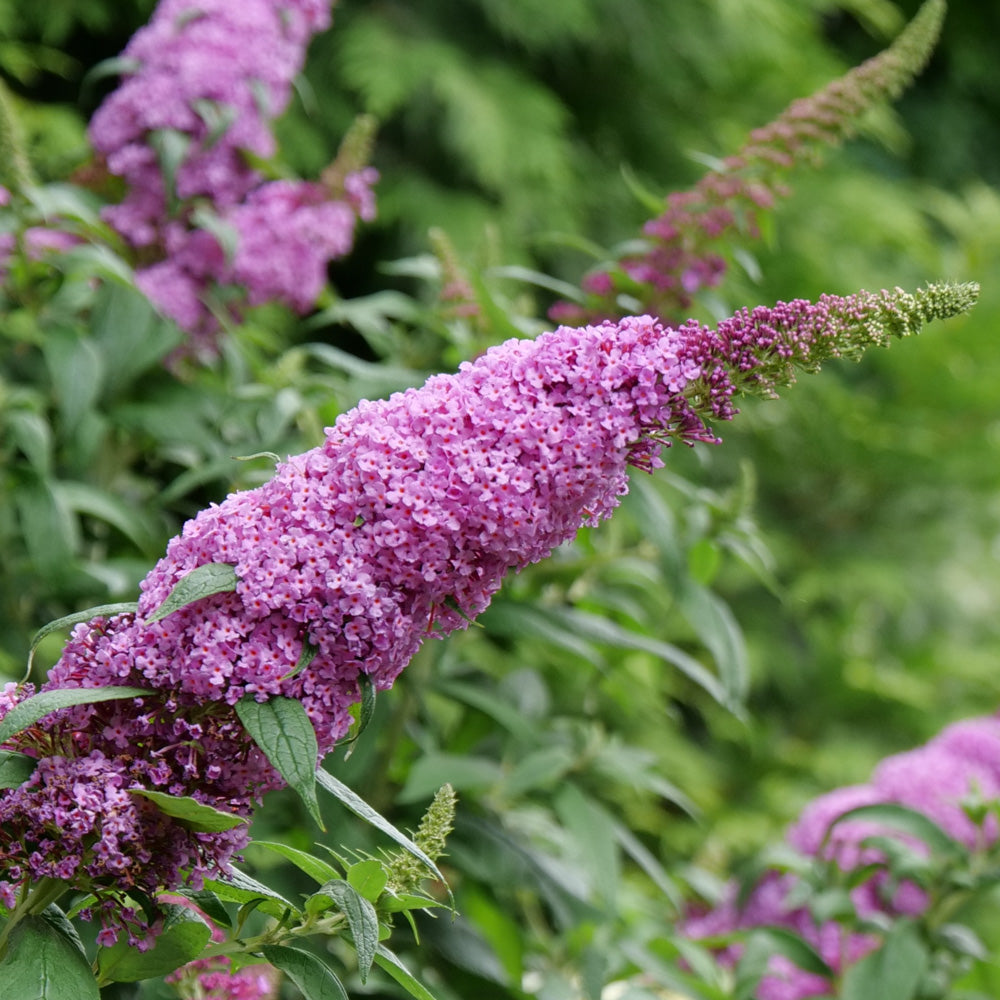 Pugster pinker dwarf butterfly bush closeup