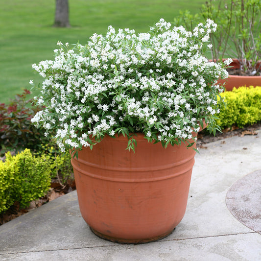 Deutzia Yuki Snow Flake 2 Gallon Proven Winners