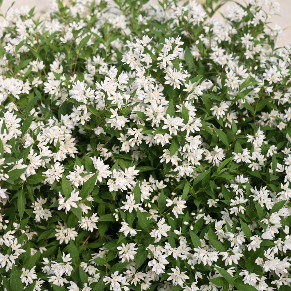 Deutzia Yuki Snow Flake 2 Gallon Proven Winners