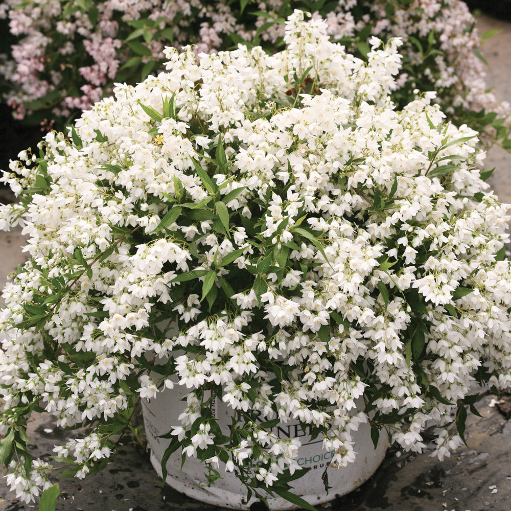 Deutzia Yuki Snow Flake 2 Gallon Proven Winners