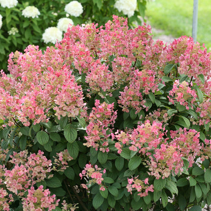 Little Quick Fire Hydrangea: A small shrub with white blossoms that turn pink as they mature.