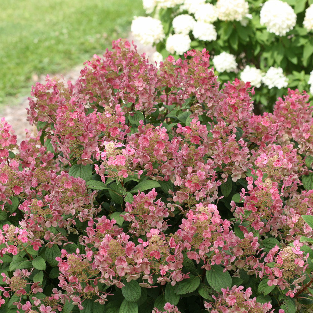 Close-up of the white-to-pink flower clusters on a Little Quick Fire Hydrangea bush.